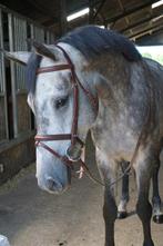 For sale: your “Silver Dream”, Dieren en Toebehoren, Paarden, Merrie, Gechipt, Dressuurpaard, Zadelmak