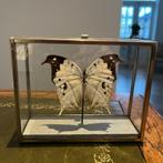 Witte parelmoer achtige opgezette Vlinder in glazen kastje., Verzamelen, Ophalen of Verzenden, Zo goed als nieuw, Insect, Opgezet dier
