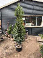 Super grote portugese laulier partij 25 stuks super mooi, Ophalen, Laurier, Haag, 100 tot 250 cm