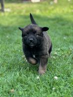 Prachtige Leonberger Pups, Dieren en Toebehoren, Rabiës (hondsdolheid), Overige rassen, 8 tot 15 weken, Meerdere