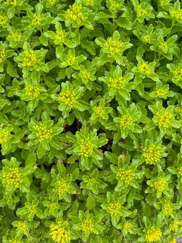 Te koop: vaste plant, bodembedekker, sedum beschikbaar voor biedingen