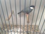 Rijst vogels en roodmus, Dieren en Toebehoren, Mannelijk