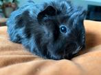 Prachtig jong/ baby zwart, choco cavia zeugje, Cavia, Vrouwelijk, Tam, Oktober