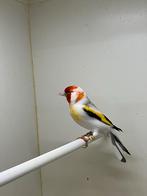 Majoor putter, Dieren en Toebehoren, Mannelijk, Wildzangvogel