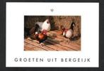 Bergeijk Kippen Haan Groeten uit Bergeijk., Verzamelen, Ophalen of Verzenden, 1980 tot heden, Ongelopen, Noord-Brabant