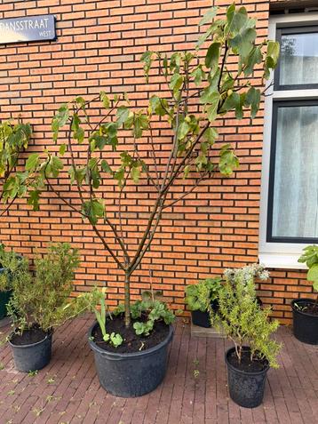 Vijgenboom Verdino italiaanse groene vijg 2 meter hoog beschikbaar voor biedingen