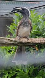Grijze tok, Dieren en Toebehoren, Vogels | Overige Vogels, Meerdere dieren, Tropenvogel