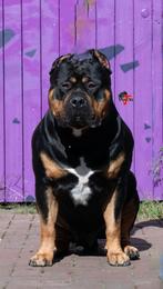 American bully xl . dekreu tricolor  bossy kennel blood, Particulier, Buitenland, 1 tot 2 jaar, Reu