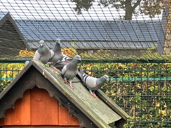Rots duif, Dieren en Toebehoren, Vogels | Duiven, Overige soorten, Meerdere dieren
