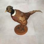 Opgezette fazant, staand op plankje - taxidermie, Ophalen of Verzenden, Gebruikt, Vogel, Opgezet dier