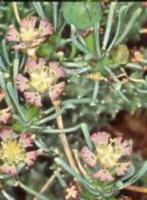 Caudex Euphorbia Pentops zijn habitat is Namibie, Overige soorten, Minder dan 100 cm, Ophalen of Verzenden, Halfschaduw