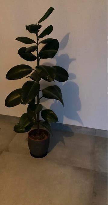 Ficus Elastica (Rubberplant) - 135cm beschikbaar voor biedingen