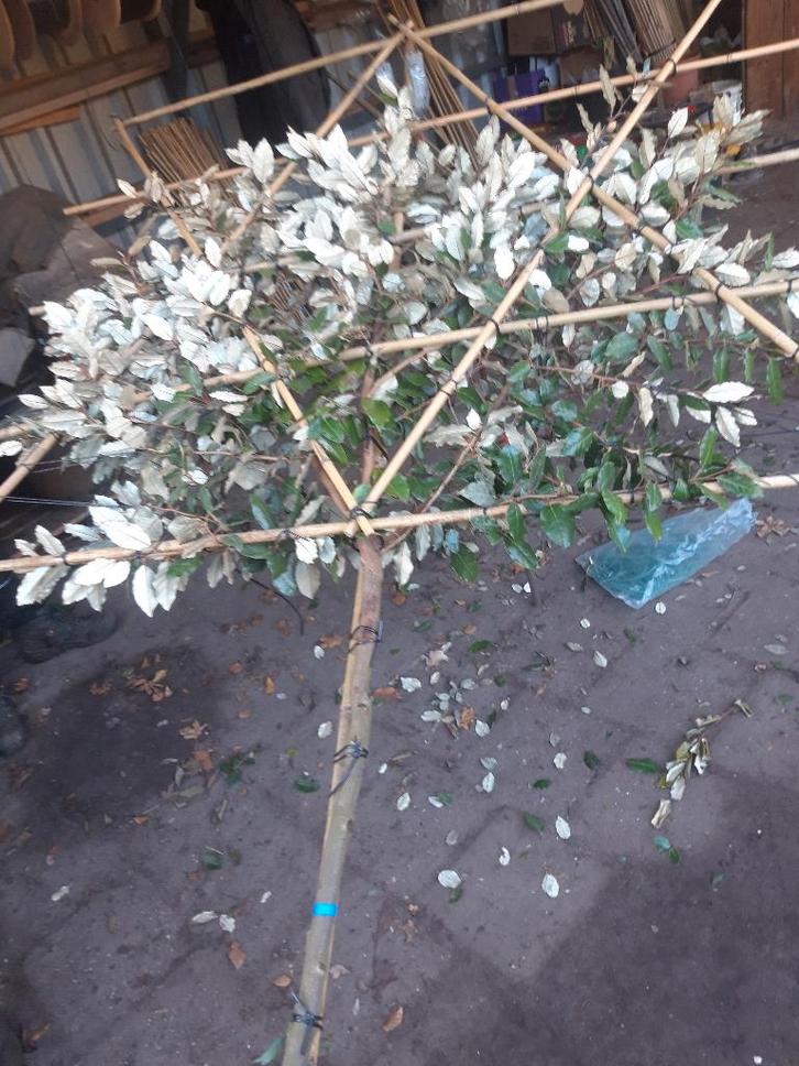 Elaeagnus ebb.Compacta als leiboom op 150 cm, Tuin en Terras, Planten | Bomen, Leiboom, 250 tot 400 cm, Volle zon, Lente, In pot