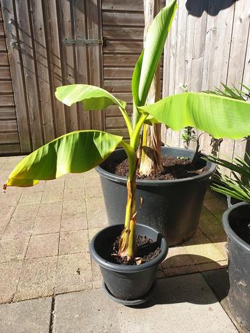 Bananenplant Winterhard - 80cm beschikbaar voor biedingen