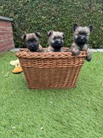 3 prachtige Cairn Terrier reutjes van 26-08-2025, Dieren en Toebehoren, Honden | Jack Russells en Terriërs, Overige rassen, CDV (hondenziekte)