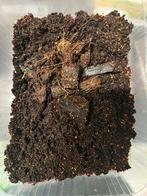 Oranje springstaartjes, Overige soorten, 0 tot 2 jaar