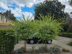 2 bomen, Ophalen, Volle zon, Overige soorten