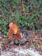 Cochin kriel Krul haantje, Mannelijk, Kip