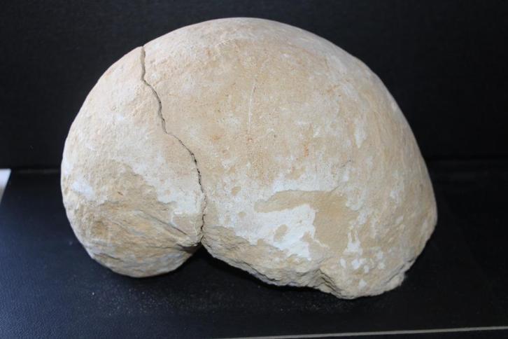 Amoniet Boven-Krijt, Verzamelen, Mineralen en Fossielen, Fossiel, Ophalen of Verzenden