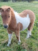 5 shetland merrie veulens, met nsps stamboek paspoort, Dieren en Toebehoren, Pony's, Merrie, A pony (tot 1.17m), 3 tot 6 jaar