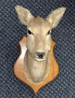 Taxidermie - Fraaie kop ree op schild, Verzamelen, Dierenverzamelingen, Ophalen of Verzenden, Zo goed als nieuw, Wild dier, Opgezet dier