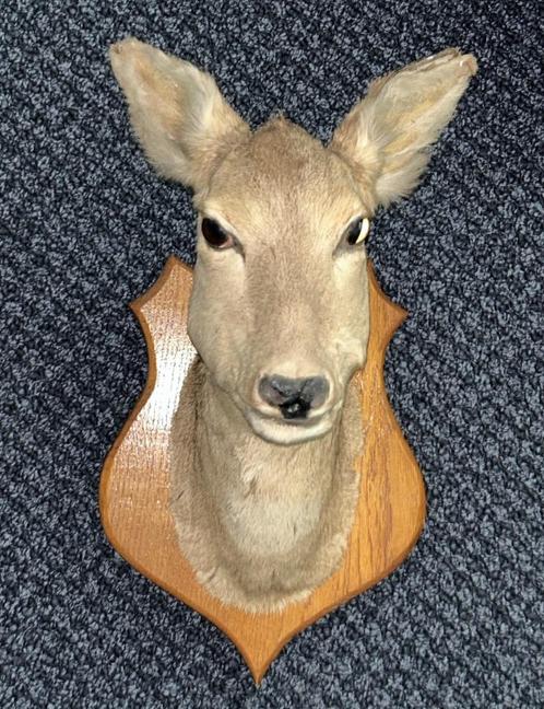 Taxidermie - Fraaie kop ree op schild, Verzamelen, Dierenverzamelingen, Zo goed als nieuw, Opgezet dier, Wild dier, Ophalen of Verzenden