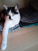 Twee lieve zusjes zoeken samen een thuis, Dieren en Toebehoren, Katten en Kittens | Raskatten | Langhaar, Poes, Gechipt, 0 tot 2 jaar