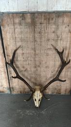Prachtig hertengewei, edelhert, gewei, Verzamelen, Dierenverzamelingen, Ophalen of Verzenden, Zo goed als nieuw, Hert, Gewei of Kop