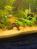 Gratis vissen Guppies, Guppy's, Vis, Zoetwatervis, Schoolvis