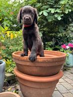 8 Schattige Labradoodle Pups nog 1 reutje en 1 teefje, Dieren en Toebehoren, Overige rassen, 8 tot 15 weken, Meerdere, Meerdere dieren