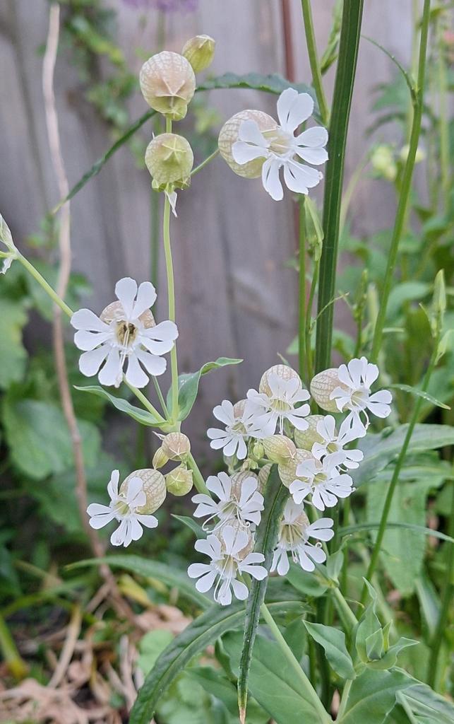 Vers geoogste zaden van BLAASSILENE, Tuin en Terras, Bloembollen en Zaden, Zaad, Voorjaar, Volle zon, Ophalen