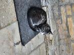 Jonge kittens, Dieren en Toebehoren, Katten en Kittens | Overige Katten, Meerdere dieren, Kortharig, 0 tot 2 jaar