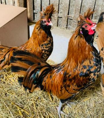 Mooie Brabanter Hanen/ jonge haan beschikbaar voor biedingen