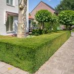 Taxus baccata haag, Tuin en Terras, Planten | Tuinplanten, Ophalen of Verzenden, Bloeit niet, Overige soorten, Volle zon