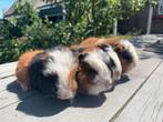 Superlieve ch teddy cavia’s!, Cavia, Juni, Meerdere dieren, Tam