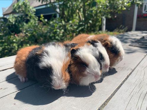 Superlieve ch teddy cavia’s!, Dieren en Toebehoren, Knaagdieren, Meerdere dieren, Cavia, Juni, Tam