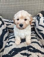 Maltipoo pups maltezer x toy poedel, Nederland, Overige rassen, CDV (hondenziekte), 8 tot 15 weken