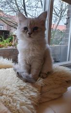 BELONING €250 terugbr Nijmegen Ragdoll/Siberische kitten, Kater, Gechipt