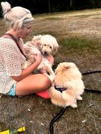 Luxe persoonlijke huiselijke opvang, DOGOTEL Elke., Diensten en Vakmensen, Dieren | Honden | Verzorging, Oppas en Les, Pension of Dagopvang