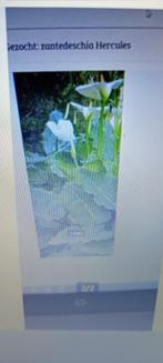 Gezocht: zantedeschia Hercules, Tuin en Terras, Ophalen, Voorjaar, Volle zon, Knol