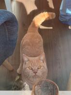 British cat, Dieren en Toebehoren