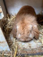 konijntjes te koop, Dieren en Toebehoren, Konijnen, Meerdere dieren, Middelgroot, Hangoor, 3 tot 5 jaar