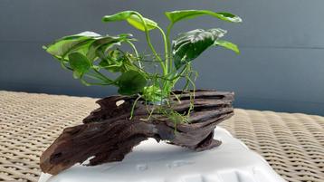 Stuk dragon wood met anubias Barteri (C) beschikbaar voor biedingen