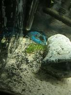 Blauwe Florida kreeft, Dieren en Toebehoren, Vissen | Aquariumvissen, Vis