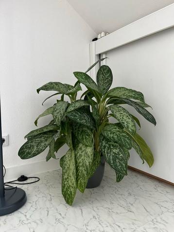 Prachtige Aglaonema Silver Bay kamerplant beschikbaar voor biedingen