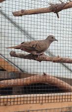 1 -1 Steenduif / Talpacotti, Dieren en Toebehoren, Vogels | Overige Vogels, Meerdere dieren, Geringd