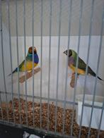 Mooi natuurbroed koppel oranjekop gouldamadine, Dieren en Toebehoren, Vogels | Parkieten en Papegaaien, Meerdere dieren, Parkiet