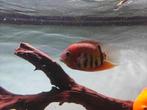 Heros 15cm, Dieren en Toebehoren, Vissen | Aquariumvissen, Vis