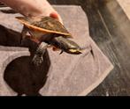 Roodwangbuik spitskop schildpad, Dieren en Toebehoren, Schildpad