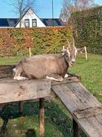 2 drachtige toggenburger geiten te koop, Dieren en Toebehoren, Schapen, Geiten en Varkens, Vrouwelijk, Geit, 0 tot 2 jaar
